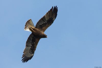 Aigle botté, Hieraaetus pennatus