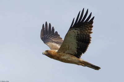 Aigle bott, Hieraaetus pennatus