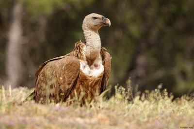 Griffon Vulture / Vautour fauve, Gyps fulvus, Andalucia, Espagne / 2023