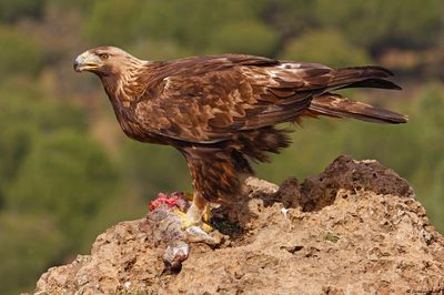 Aigle royal, Aquila chrysaetos homeyeri