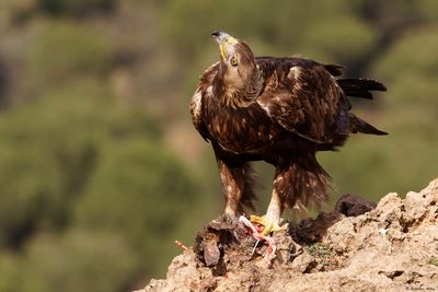 Aigle royal, Aquila chrysaetos homeyeri