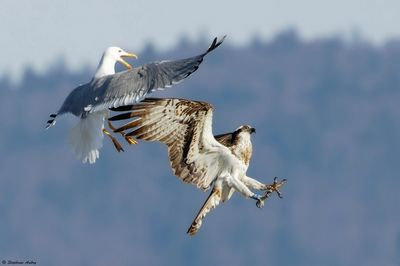 Balbuzard pêcheur, Pandion haliaetus