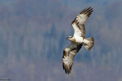 Balbuzard pêcheur, Pandion haliaetus