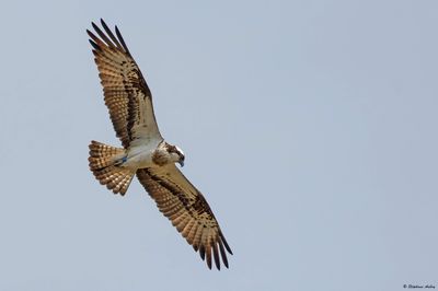 Balbuzard pêcheur, Pandion haliaetus