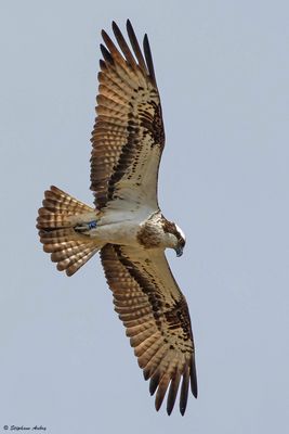 Balbuzard pêcheur, Pandion haliaetus