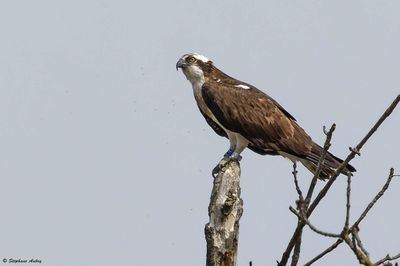 Balbuzard pêcheur, Pandion haliaetus
