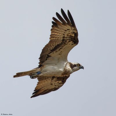 Balbuzard pêcheur, Pandion haliaetus
