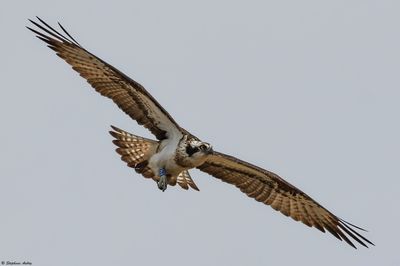 Balbuzard pêcheur, Pandion haliaetus