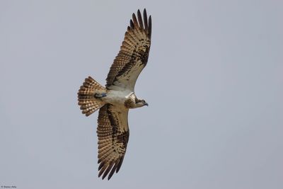 Balbuzard pêcheur, Pandion haliaetus