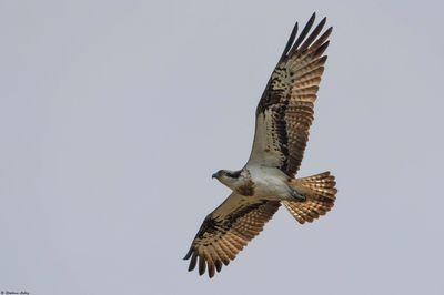 Balbuzard pêcheur, Pandion haliaetus