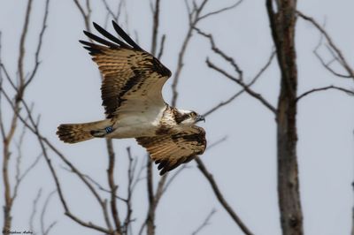 Balbuzard pêcheur, Pandion haliaetus
