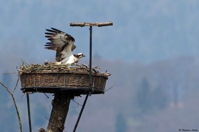 Balbuzard pêcheur, Pandion haliaetus