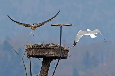 Balbuzard pêcheur, Pandion haliaetus