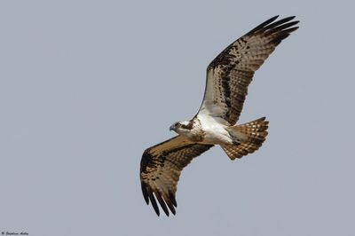 Balbuzard pêcheur, Pandion haliaetus