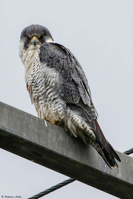 Faucon pèlerin, Falco peregrinus