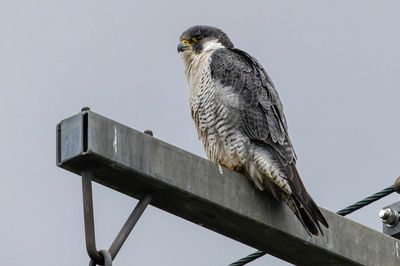 Faucon pèlerin, Falco peregrinus
