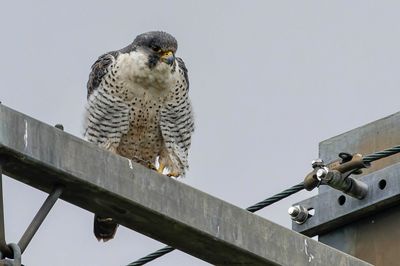 Faucon pèlerin, Falco peregrinus