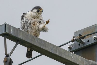 Faucon plerin, Falco peregrinus