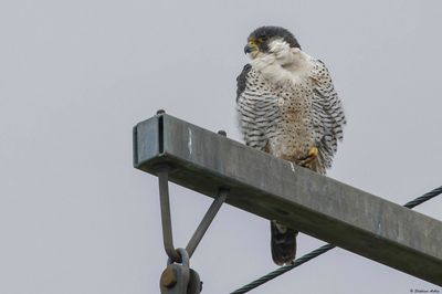 Faucon plerin, Falco peregrinus