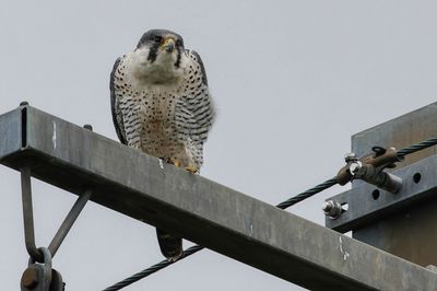 Faucon pèlerin, Falco peregrinus