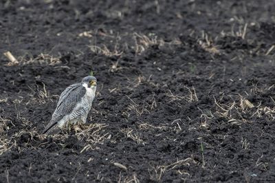 Faucon pèlerin, Falco peregrinus