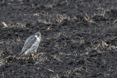 Faucon plerin, Falco peregrinus