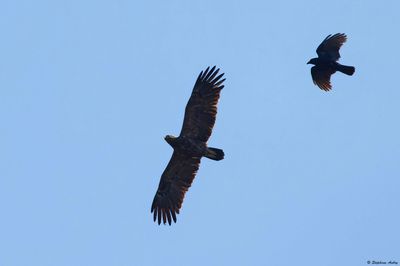 Aigle pomarin, Clanga pomarina