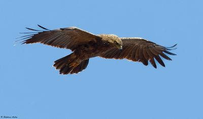 Aigle pomarin, Clanga pomarina