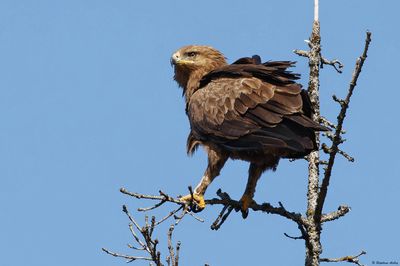 Aigle pomarin, Clanga pomarina