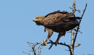 Aigle pomarin, Clanga pomarina