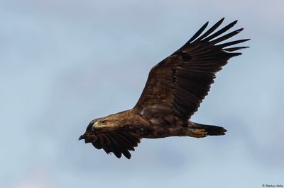 Aigle pomarin, Clanga pomarina