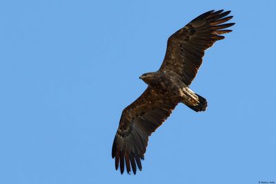 Aigle pomarin, Clanga pomarina