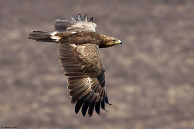Lesser Spotted Eagle / Aigle pomarin, Clanga pomarina, Franche-Comt, F