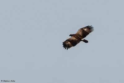 Aigle pomarin, Clanga pomarina