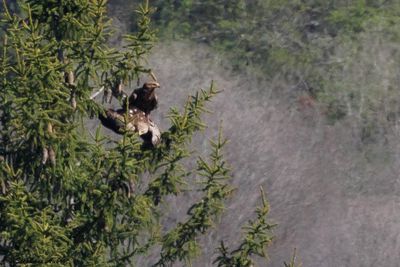 Aigle pomarin, Clanga pomarina