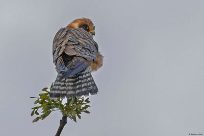 Faucon kobez, Falco vespertinus