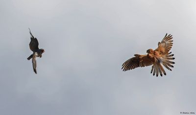 Faucon kobez, Falco vespertinus