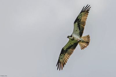 Balbuzard pcheur, Pandion haliaetus