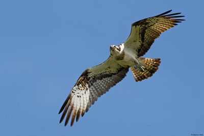 Balbuzard pcheur, Pandion haliaetus