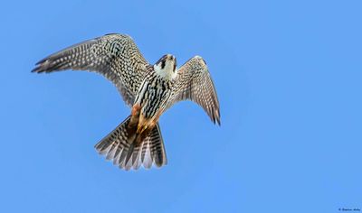 Faucon hobereau, Falco subbuteo