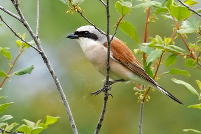 Red-backed Shrike / Pie-griche corcheur