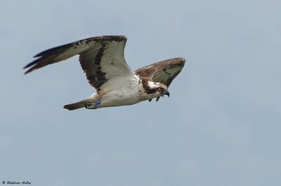 Balbuzard pcheur, Pandion haliaetus