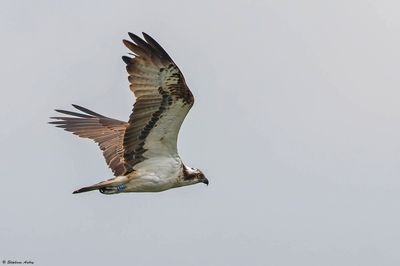 Balbuzard pcheur, Pandion haliaetus