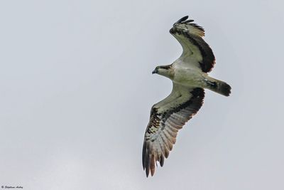 Balbuzard pcheur, Pandion haliaetus