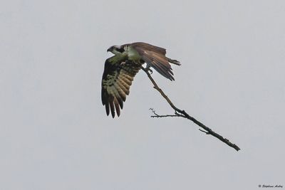 Balbuzard pcheur, Pandion haliaetus