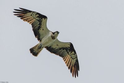 Balbuzard pcheur, Pandion haliaetus