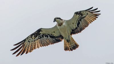 Balbuzard pcheur, Pandion haliaetus