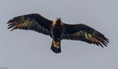 Aigle royal, Aquila chrysaetos