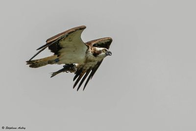 Balbuzard pcheur, Pandion haliaetus