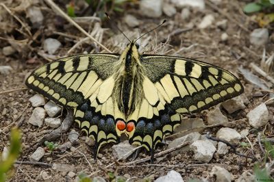 Machaon, Papilio machaon